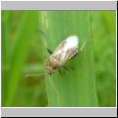 Stictopleurus punctatonervosus - Wanze 01.jpg